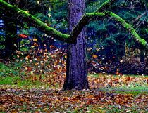 Herbststurm by Edgar Schermaul