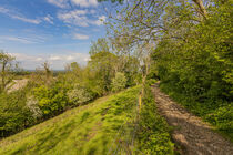 Spring Greens on the South Downs Way by Malc McHugh