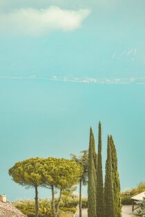 Trees of the Lake von Michael Schulz-Dostal