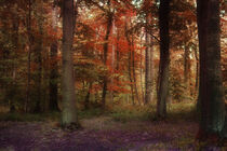 'A Blaze Of Autumn Colour' von CHRISTINE LAKE
