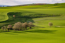 South Downs Green