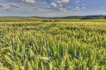 South Downs Crop