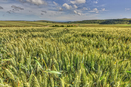 South-downs-wheat