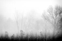 Morning Fog von Phil Perkins