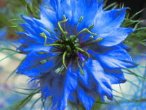 Blüte einer blauen Nigelia - macro by marie-t