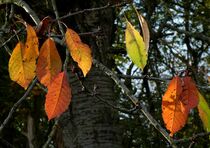 Herbstfarben von helensfotos