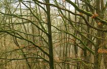 Mystischer Wald by helensfotos