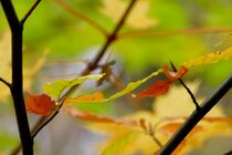 Herbstrausch by helensfotos