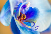Blue Orchid by stylianos kleanthous