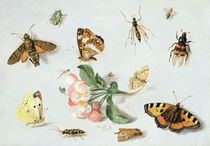 Butterflies by the Elder Jan van Kessel