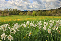Frühlingslandschaft mit Narzissen bei Eigeltingen im Hegau - im Hintergrund der Hohenstoffeln von Christine Horn