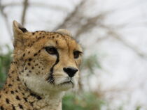 Gepard by waldlaeufer