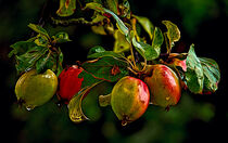 Wet Apples by Keld Bach