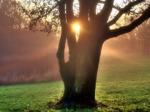 Sonnenaufgang im Baum by Edgar Schermaul