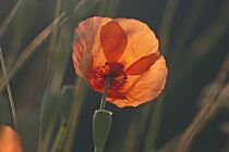 Roter Mohn by helensfotos