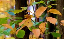 Herbstblätter von helensfotos