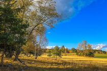 Sonniger Herbstnachmittag im Irndorfer Hardt - Naturpark Obere Donau von Christine Horn