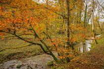 Herbstlicher Wald mit dem Flüsschen Lippach bei Mühlheim an der Donau - Naturpark Obere Donau by Christine Horn
