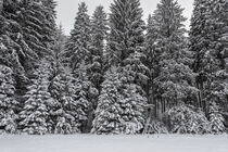 Verschneiter Fichtenwald mit Hochstand im Irndorfer Hardt - Naturpark Obere Donau von Christine Horn