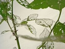 Blätter by helensfotos