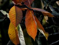 Herbstblätter by helensfotos