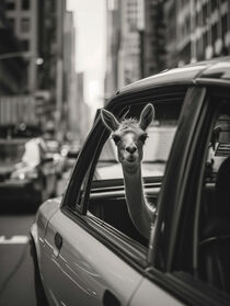 Ein Lama in New York City | A Llama in New York City by Frank Daske