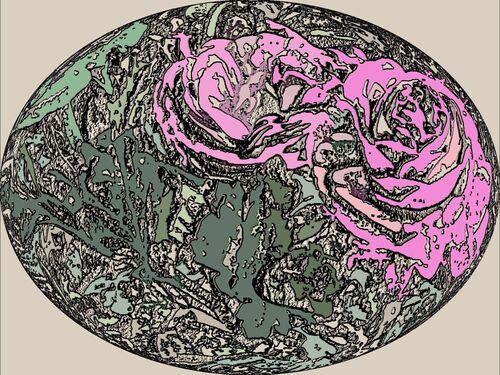 Drei-rosa-trollblumen-10-f-artfl