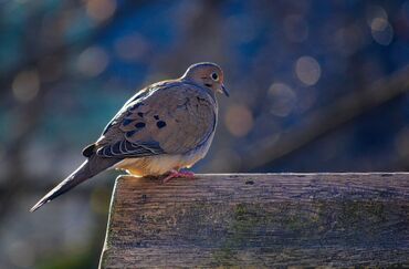 Mourning-dove-in-morning-light