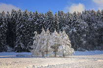Verschneite Baumgruppe vor Fichtenwald - Winterlandschaft bei Stockach im Hegau by Christine Horn