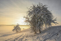 Verschneite Bäume vor tiefstehender Sonne mit Nebelschwaden bei Stockach im Hegau by Christine Horn