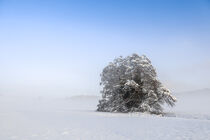 Verschneiter Baum im Nebel - Winterlandschaft bei Stockach im Hegau by Christine Horn