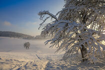 Verschneite Winterlandschaft mit Bäumen im Nachmittagslicht - Stockach im Hegau von Christine Horn