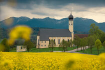 Bavarian church with yellow field and Alp mountains
