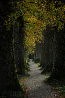 Alley of dark aligned tree trunks with autumn colored leaves, Bavaria von Bastian Linder