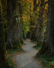 Alley of dark aligned tree trunks with autumn colored leaves, Bavaria by Bastian Linder