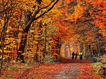 Herbstfarben im Wald von Edgar Schermaul