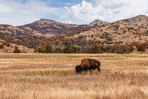 American Bison by Doug Long