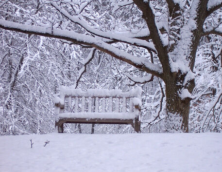 24jan-nichols-arboretum-bench