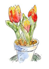 Tulpen im Topf von Karin Mihm