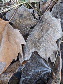Frosty Leaves by Lucia Ripota