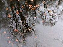 Herbstteich by Lucia Ripota