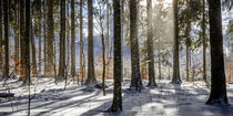 Schneegestöber im Winterwald by Holger Spieker