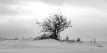 Strauch in verschneiter Landschaft by Holger Spieker