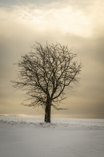 Abendstimmung im Winter mit Baum von Holger Spieker
