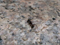 Ameisenpower von Caro Kreuzer