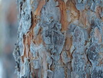 Fingerabdruck des Baums by Caro Kreuzer