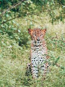Leopard in Sri Lanka von Caro Kreuzer