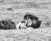 Lions in love by Caro Kreuzer