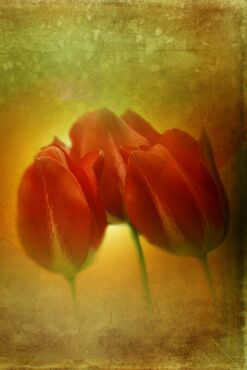 3tulips-on-ancient-yellow