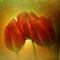 3tulips-on-ancient-yellow